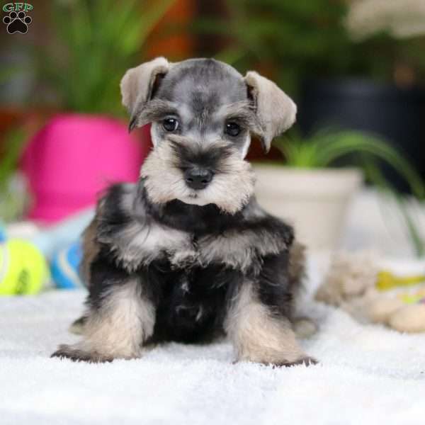 Griffin, Miniature Schnauzer Puppy